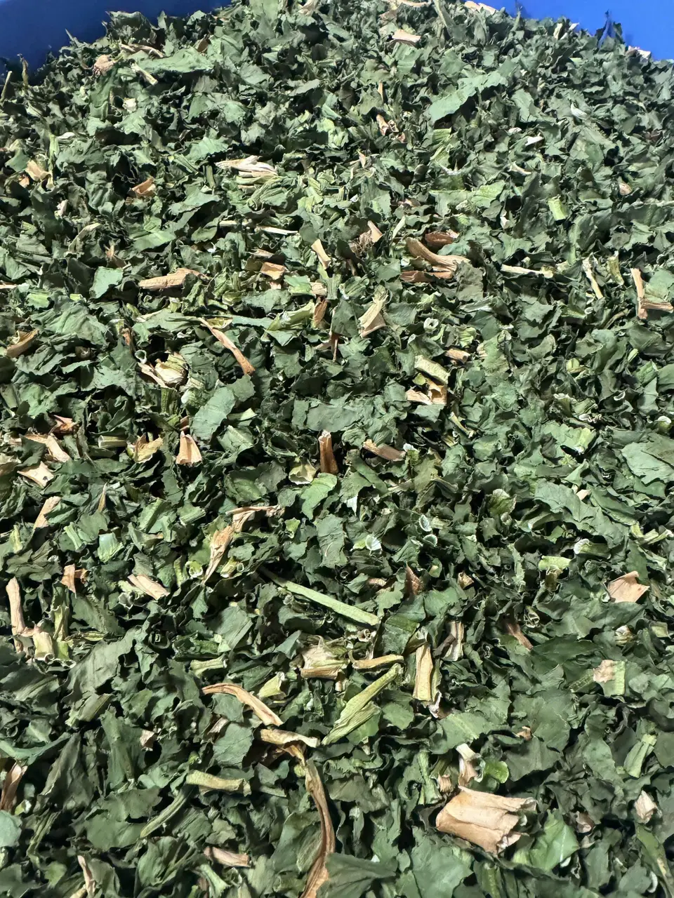 Ngò Gai Sấy KhôSấy Xanh Greeny}